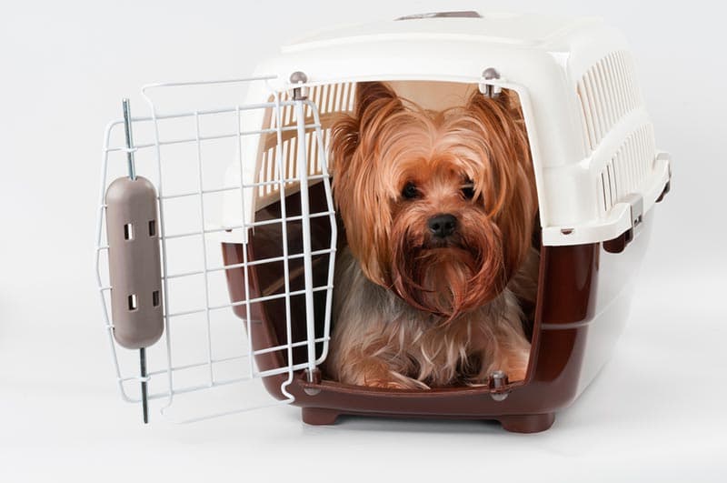 transportin para perros