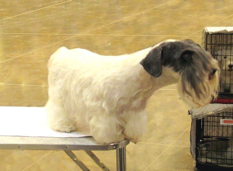Sealyham Terrier