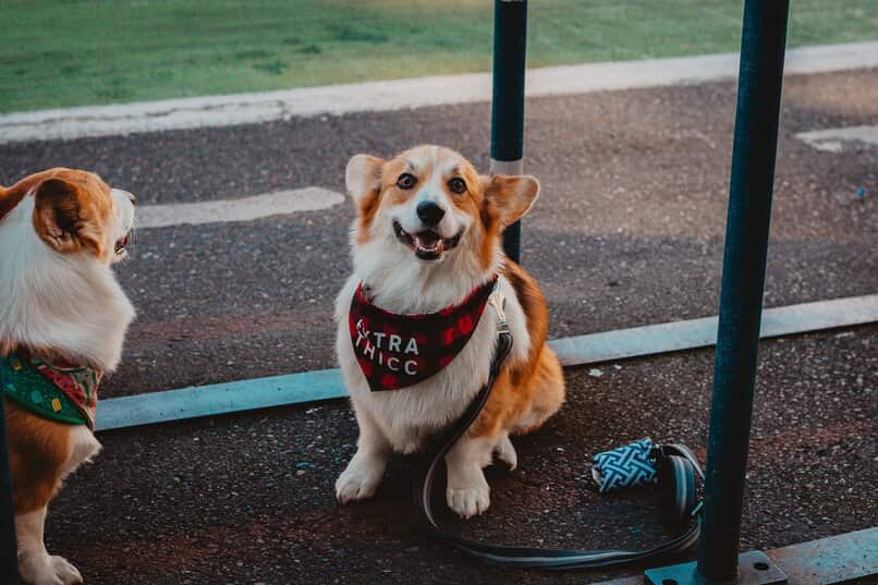 mascotas perros