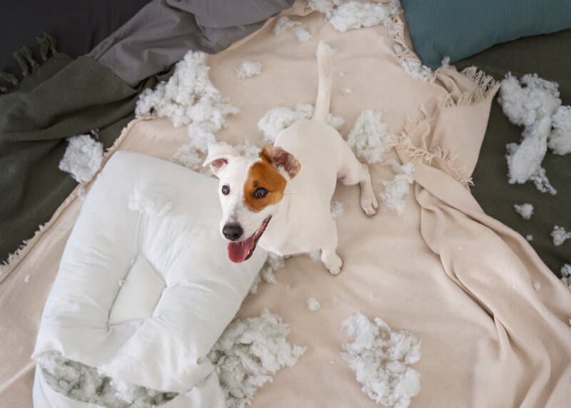 ansiedad  en las mascotas perros