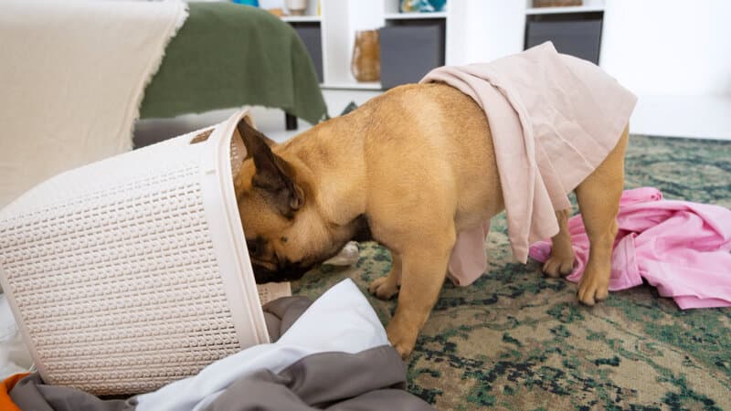 ansiedad  en las mascotas perros