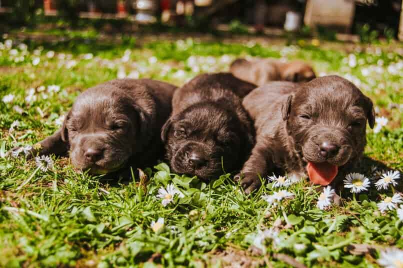 perros mascotas