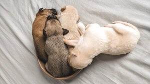 perros cachorros