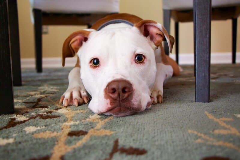 diabetes en perros