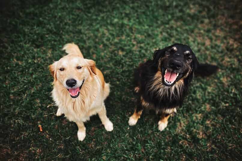 comida para perros