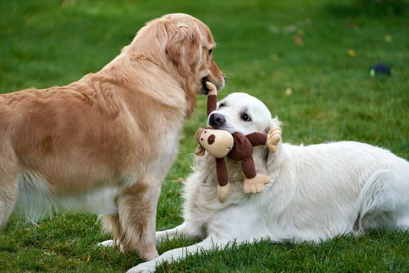 perro amigo