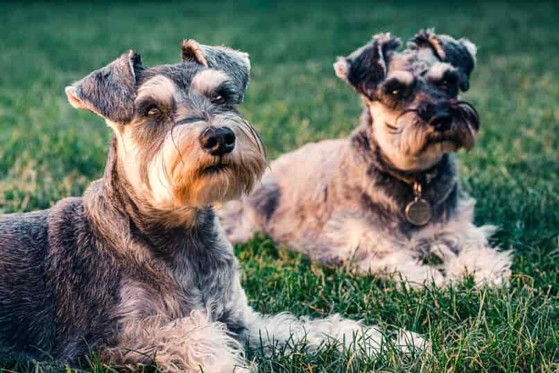 peluqueria de perros
