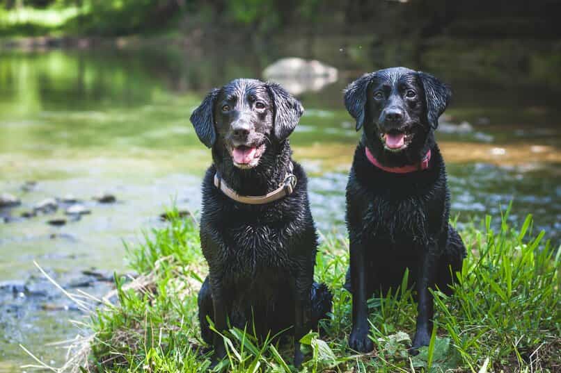 obediencia para perros 