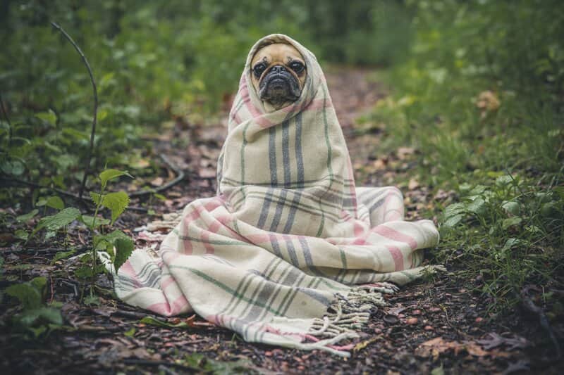 Enfermedades neurologicas en perros