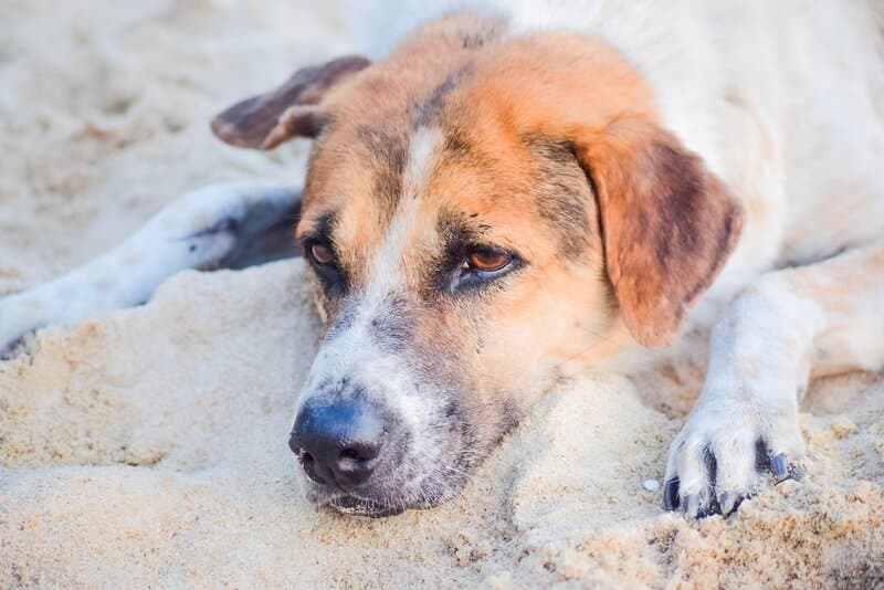 Enfermedades neurologicas en perros
