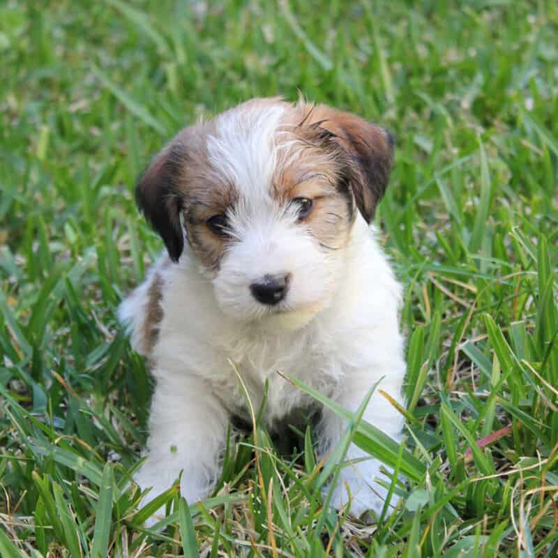 enfermedades neurológicas en perros