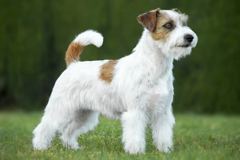 enfermedades neurológicas en perros