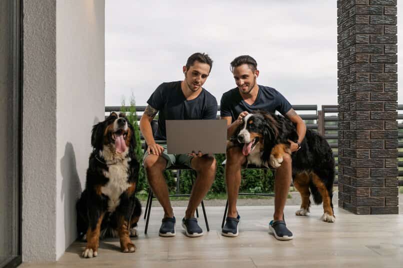 Entretener a tu pequeño perro