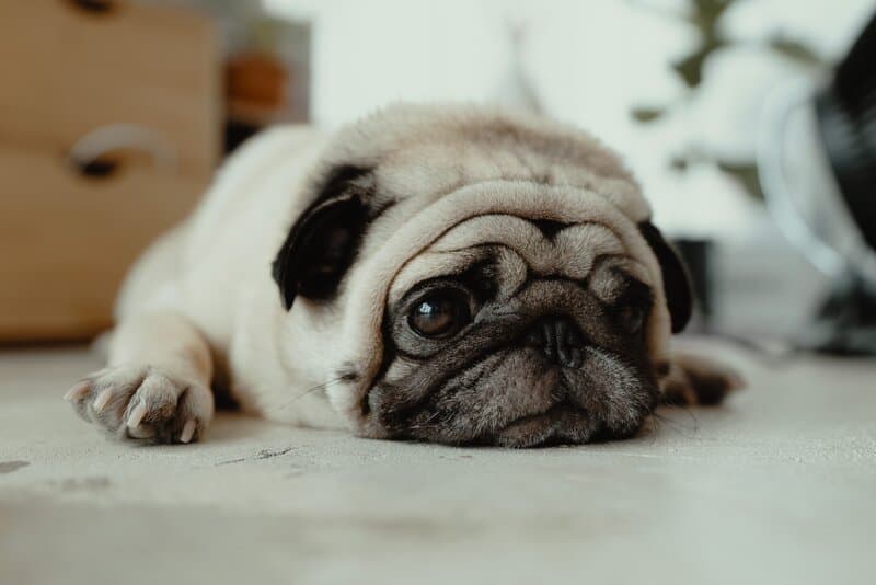 Enfermedades neurologicas en perros