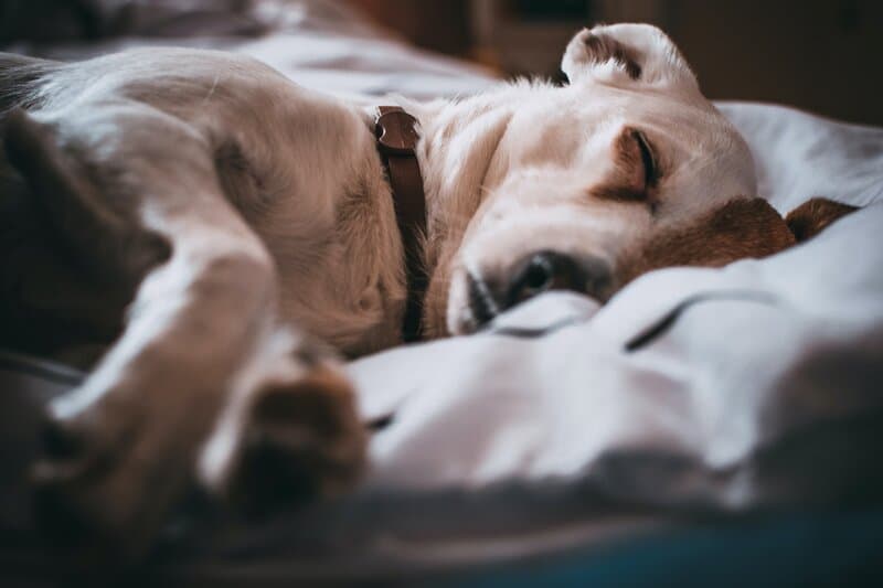 enfermedad de perros parvovirus