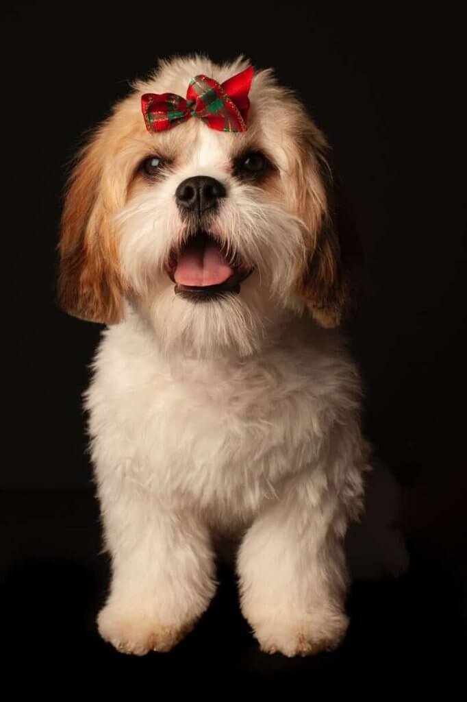 perros cachorros