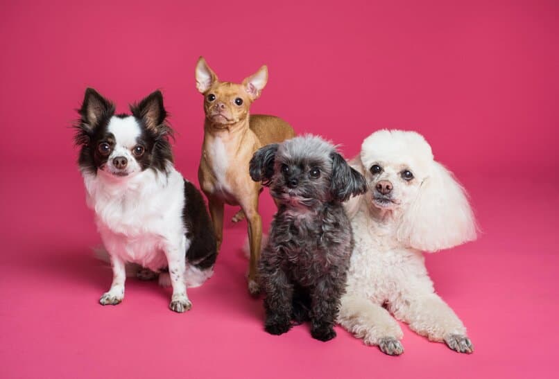 perros pequeños