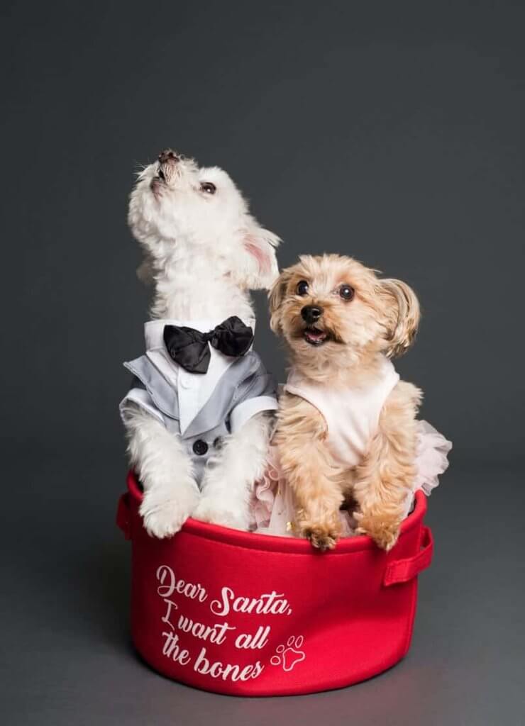 perros y gatos
