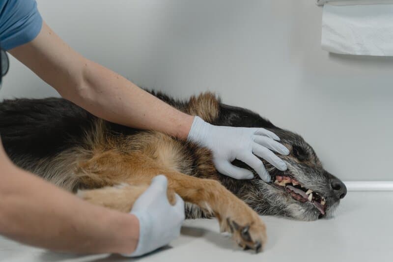 Babesiosis canina