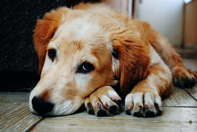 diarrea con sangre en perros