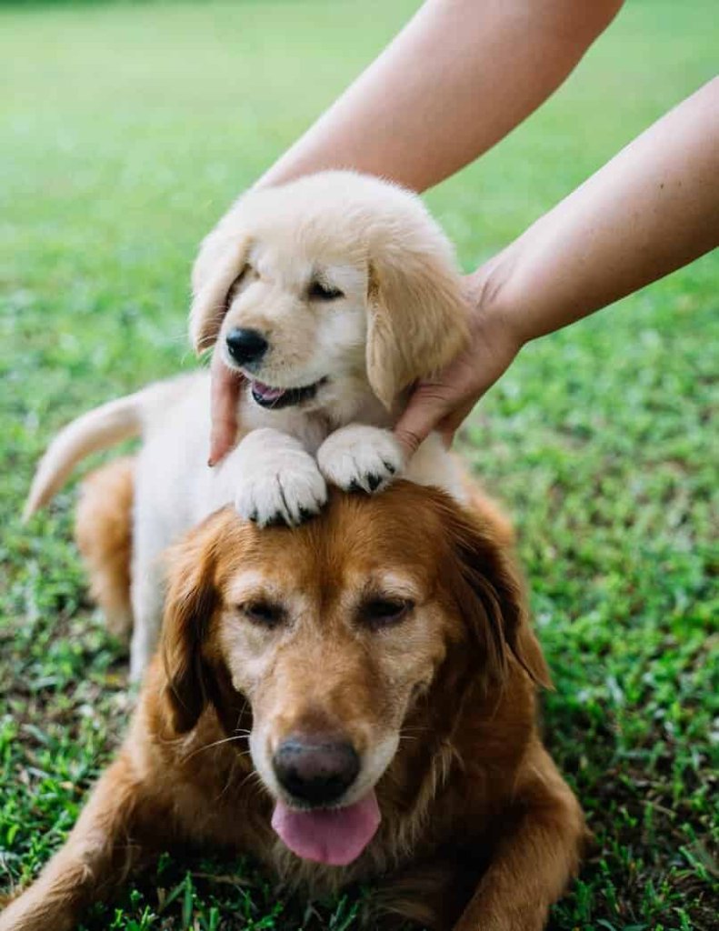 mascotas perros