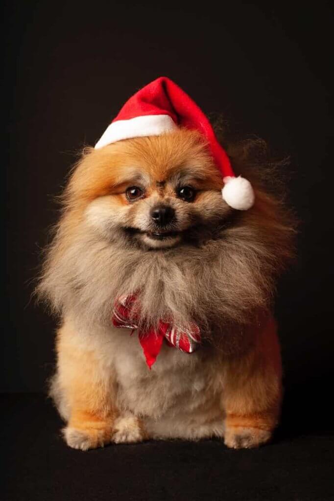 peluqueria de perros