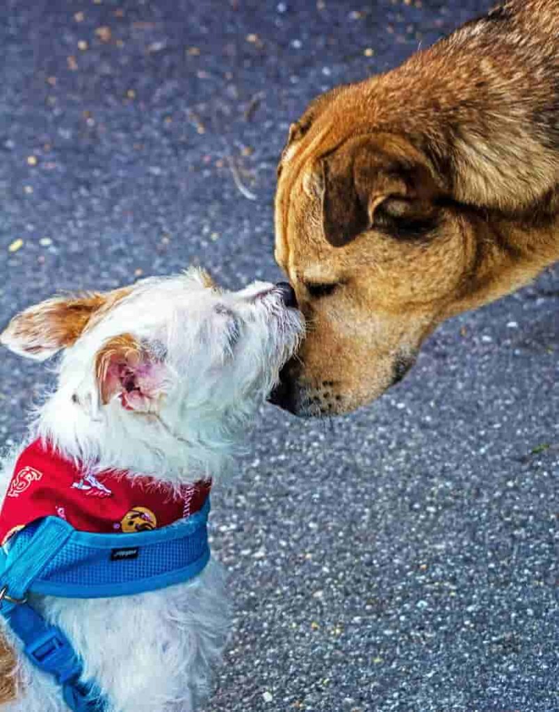 los perros son mejores 