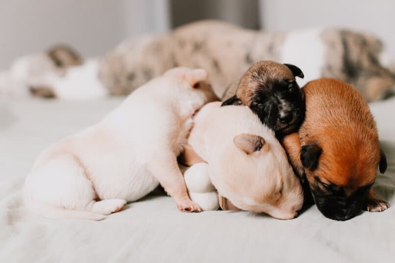 Entretener a tu pequeño perro
