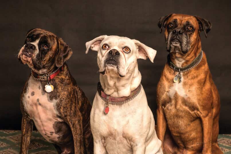 perro anciano