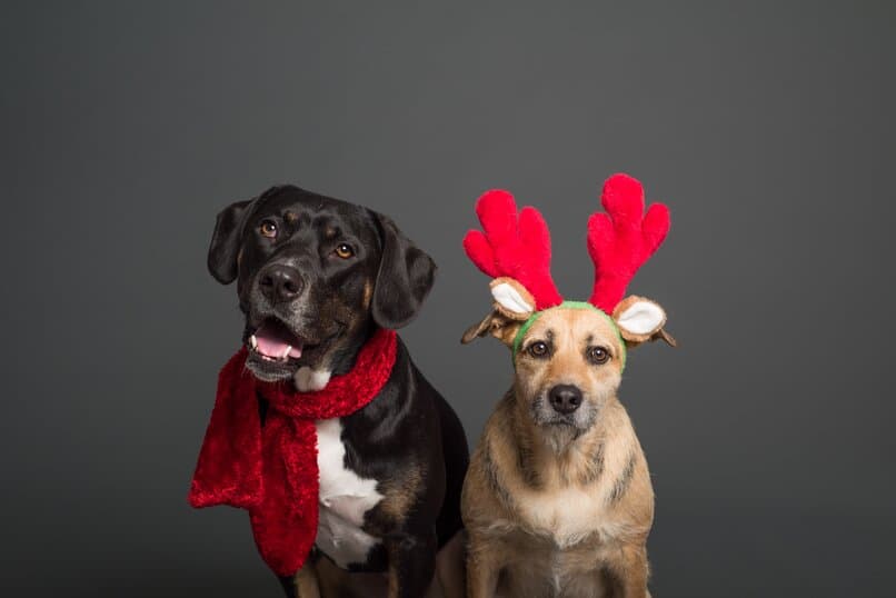 peluqueria de perros