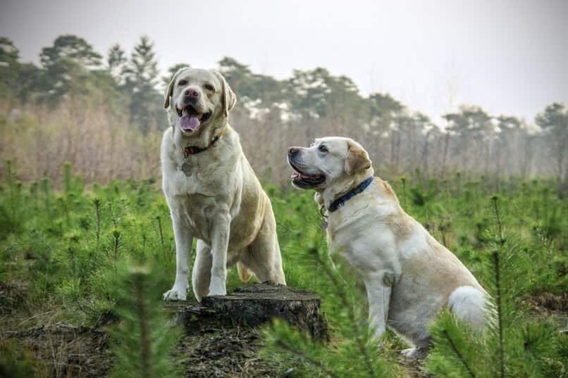 proteger a los perros