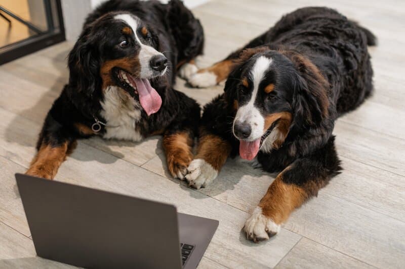 perros y gatos