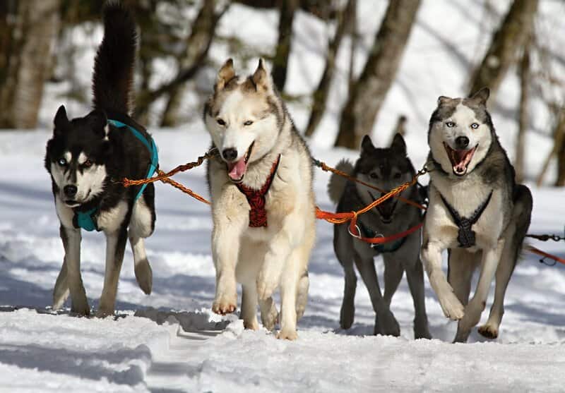 proteger a los perros