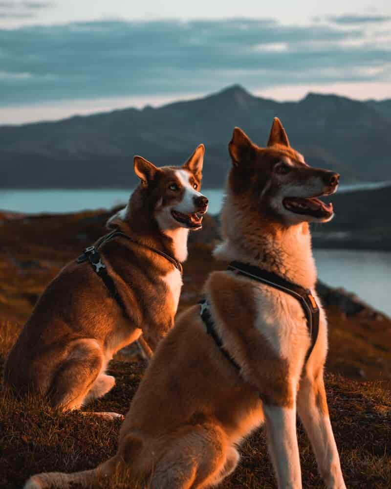 perros razas grandes
