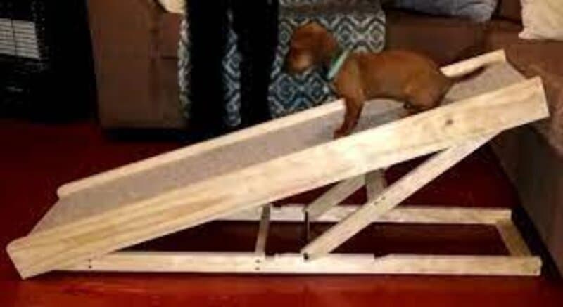  perros pequeños