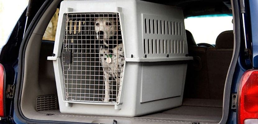 transportin para perros