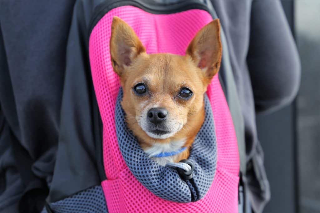 transportin para perros