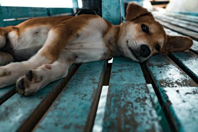 remedios caseros para el vómito en perros 