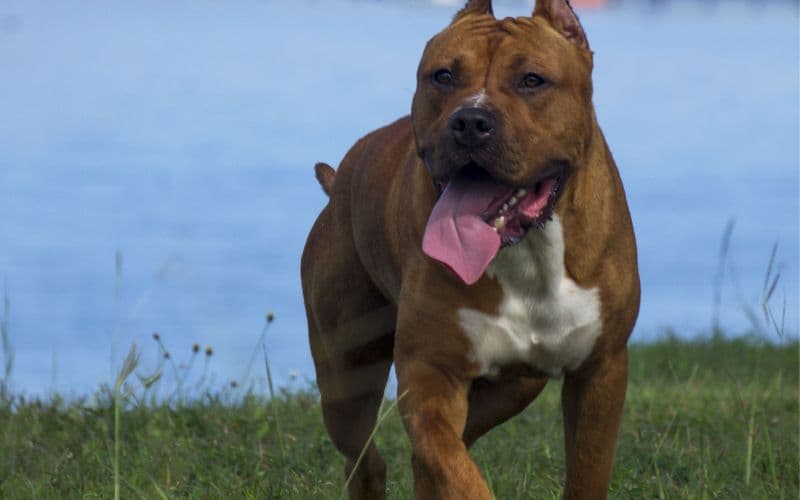 tipos de pitbull