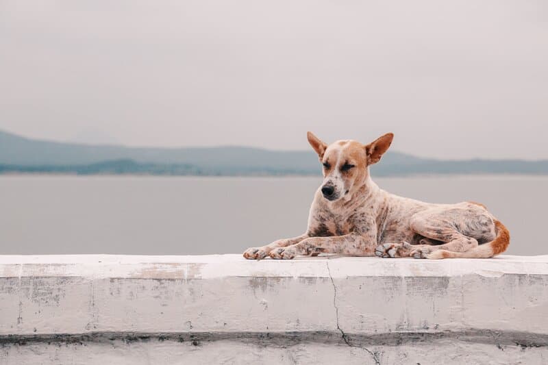 vinagre para la sarna en perros