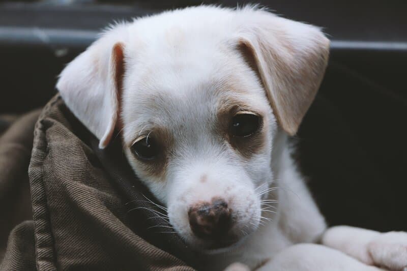 mi perro vomita