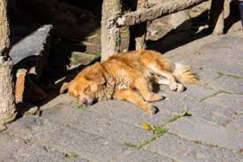 mi perro vomita