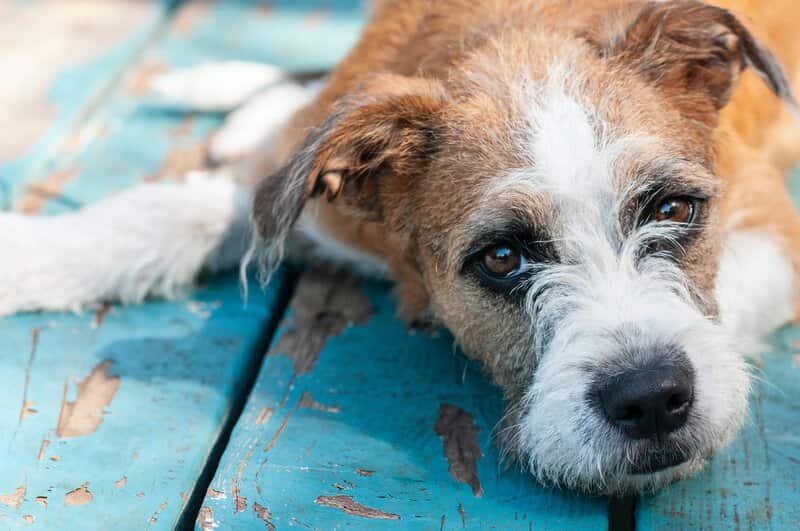 un perro triste