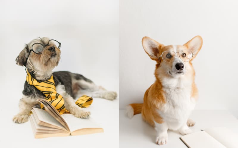 cuidado del perro