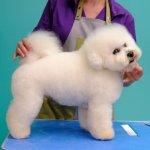 Razas de perros pequeños
