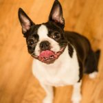 razas de perros pequeños