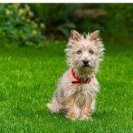 Cairn Terrier