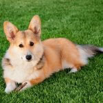 Corgi Galés de Pembroke