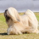 Lhasa Apso