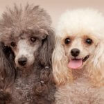 Poodle Toy